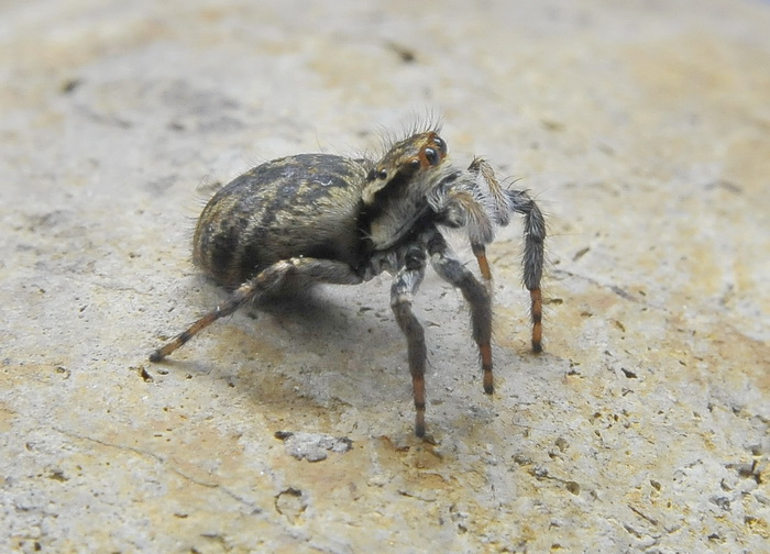Carrhotus xanthogramma